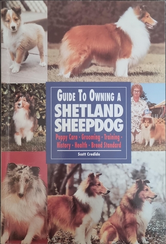 Guide To Owning A Shetland Sheepdog