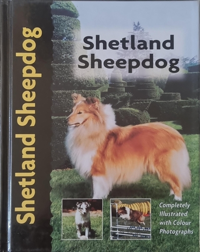 Shetland Sheepdog