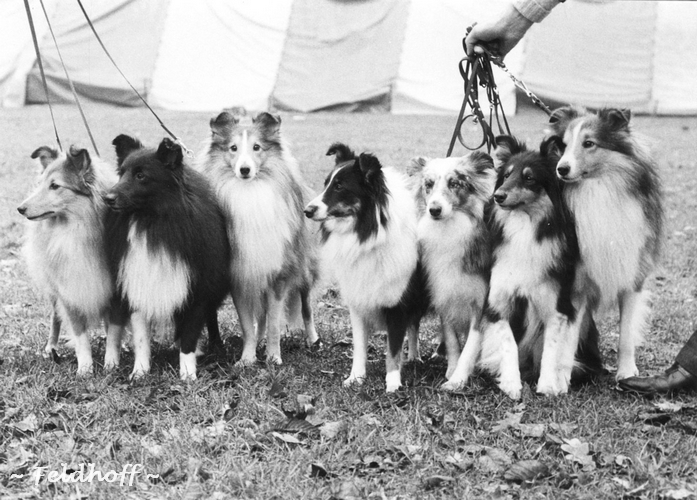 Solingen-Wald & Stormarner Land Sheltie in 1988