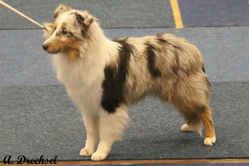 JüKH Ireen vom Ponyhügel