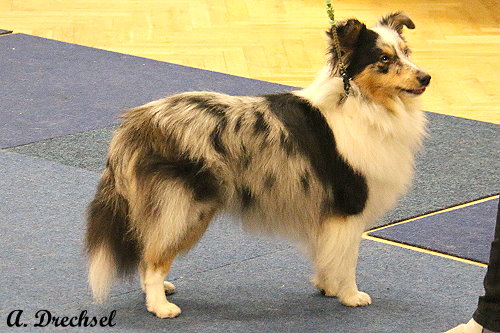 Blue Bellini vom Berghof Engelsbrand