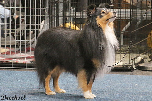 Ioamhair