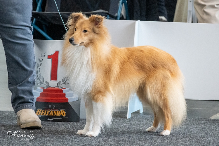 JKR Akito vom Haubergsland