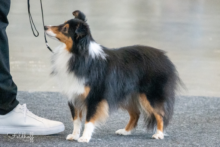 JKH Amideros Law of Attraction