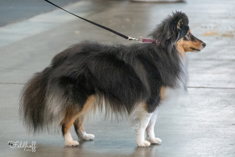 OKH Inverness from little Robin Hood