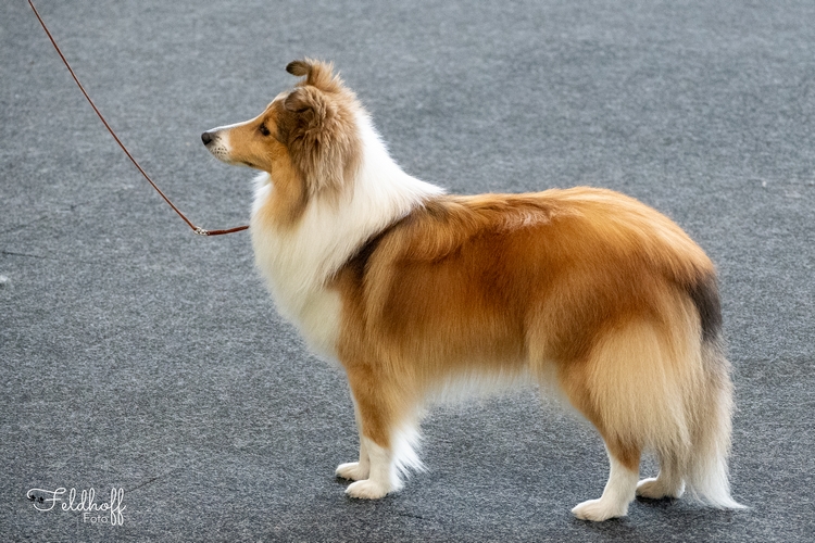 ZwKH Xatharina of the Golden Fir