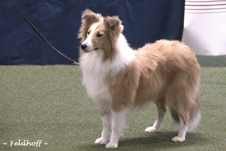 V-Jay from the Crazy Shelties