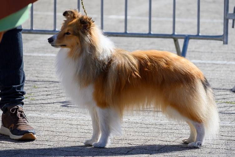 500 20260426 a836 JKR Sheltie Kings Toffee Tango DSC 0461