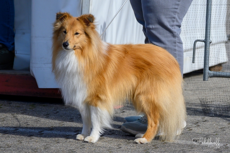 500 20260426 a839 ZwKR Akito vom Haubergsland DSC 0483