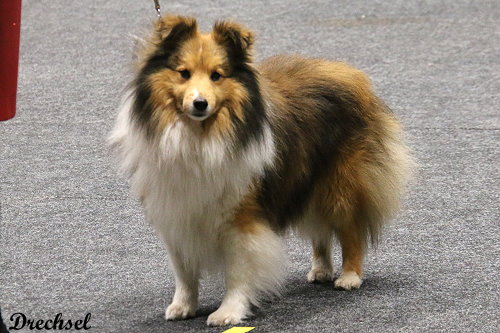 2026.03.14.Offenburg.ChKR.Shelridge Santino