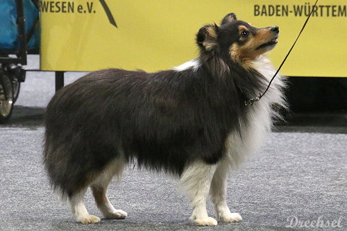 2026.03.15.Offenburg.OKR.Shellricks taken by Storm