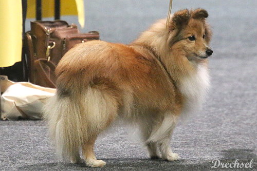 2026.03.15.Offenburg.VKH.Ella vom Ailenberg