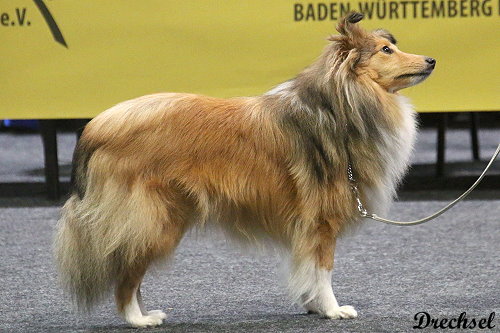 2026.03.15.Offenburg.ZwKH.Zoe vom Haubergsland