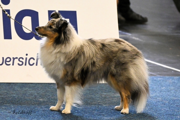 a1500 ZwKH Agility Jumper Gem Of Charm DSC 3890 500