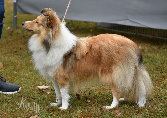 Nr16 JKH Sweet Skyla vom Dillberg 500