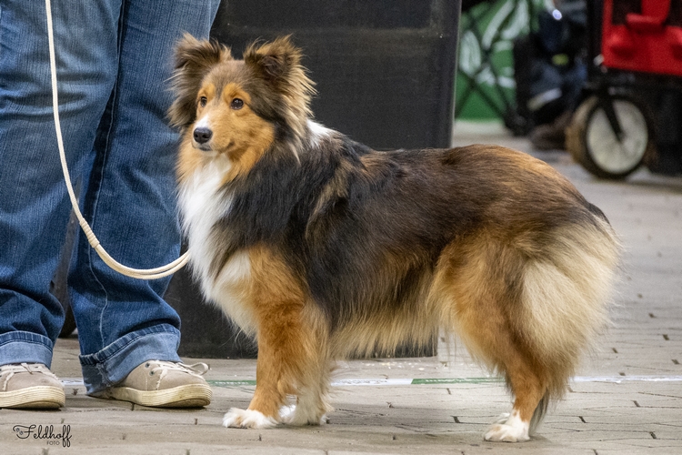 aa JKH Savolinna of Most Majestic DSC 5861 500