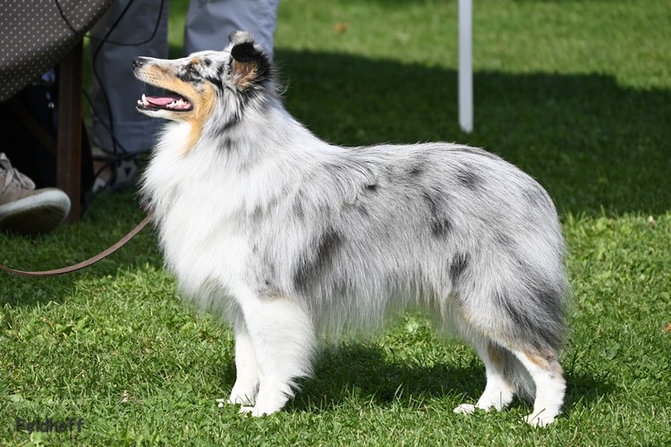 Herrenberg12 9 20 a11 ZwKR Shelteam Mr Blue Smashing Boy DSC2076 500
